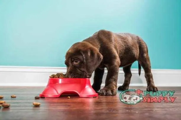 A Chocolate Labrador puppy eating from a pet dish 7 weeks old best dog food for allergies