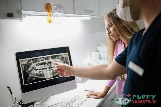 At dentist X-ray Dog Versus Human X-ray