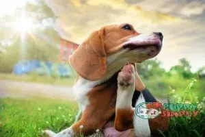 Beagle dog scratching body on green grass outdoor in the park