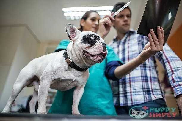 Below view of a bulldog with an owner at vet