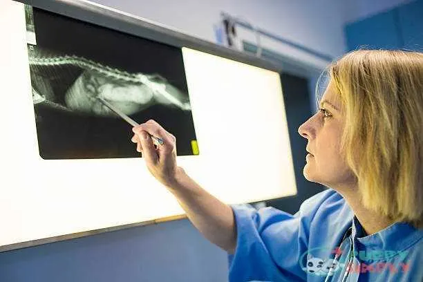 Female Veterinary Surgeon Examining X Ray how much do dog x-rays cost