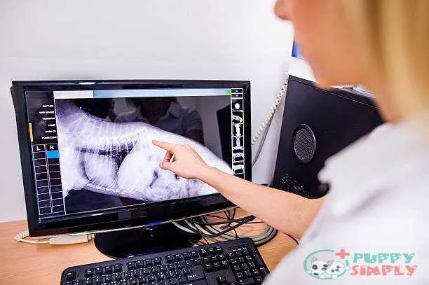Female Veterinary Surgeon Examining X Ray of a dog. How Much Do Dog X-Rays Cost