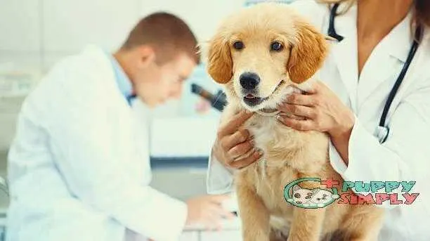 Healthy puppy after medical exam how long does a female dog stay in heat