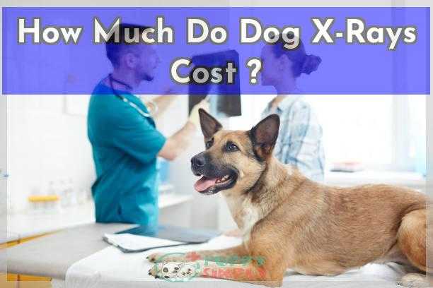 Dog X Ray Cost Near Me