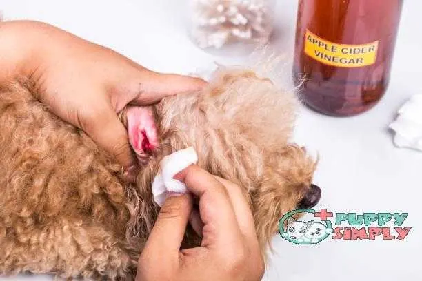 Person cleaning inflamed ear of dog with apple cider vinegar how to clean dogs ears