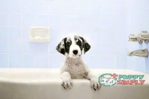 Puppy in Bathtub best smelling dog shampoo