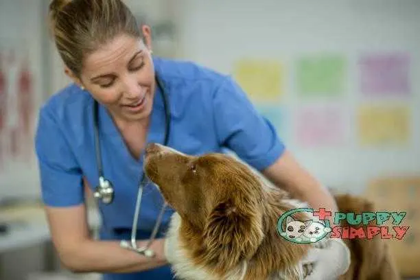 Vet Giving A Dog A Checkup how long do female dogs stay in heat