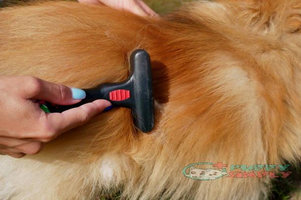 10 Best Dog Brushes For Shedding Smooth Easy Clean 21