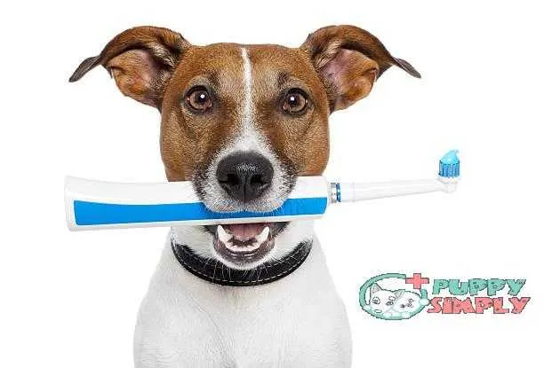 dog with electric toothbrush best dog toothpastes