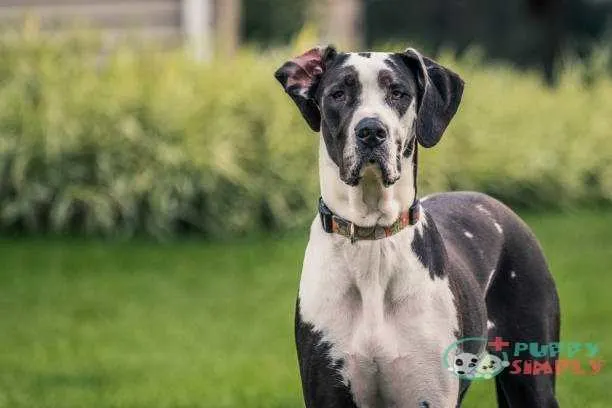 Black and white Great Dane staring at camera how much do great danes cost