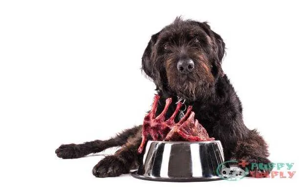 Black dog with bowl full of raw meat isolated on white background best meats for dogs