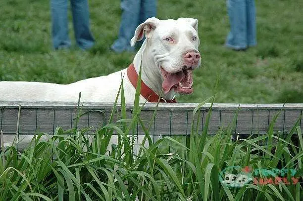 Cute White Dog Great Dane Choosing a Great Dane Breeder