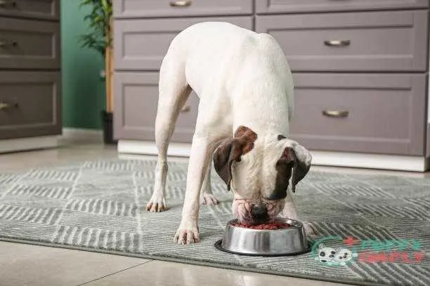 Cute funny dog eating from bowl in kitchen How Much Food You Should Give Your Boxer?