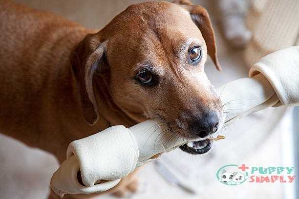 Are rawhides ok for puppies Clearance