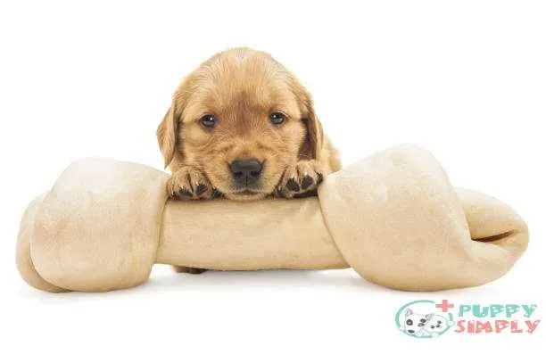 Golden Retriever puppy with large rawhide bone - 4 weeks old Why Your Dog Needs Rawhide?