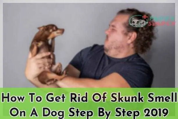 How To Get Rid Of Skunk Smell On A Dog Step By Step 2019
