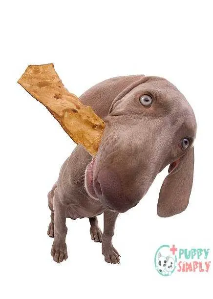 Yummy! FAQ About best rawhide chews for dogs