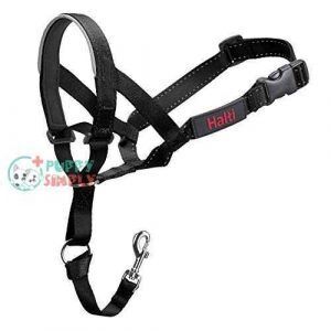 halti headcollar