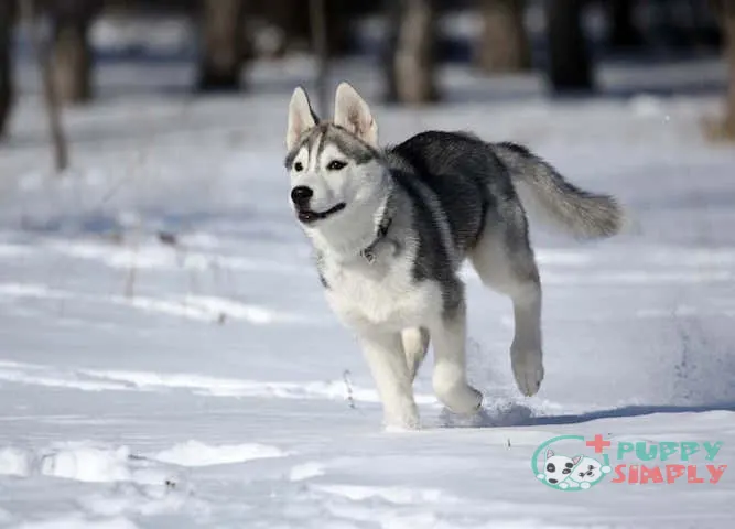 Factors That Impact the Cost of a Siberian Husky