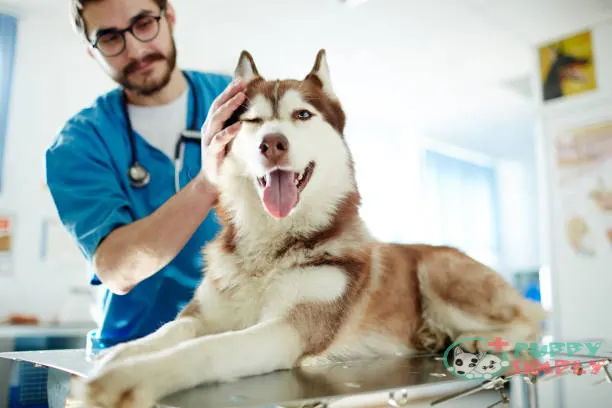 Health Care and Veterinary Bills