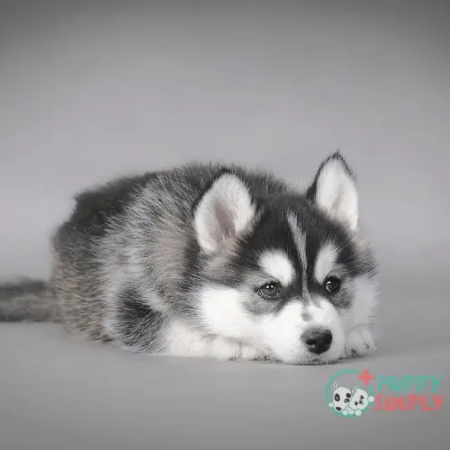 How Much is a Siberian Husky Cost