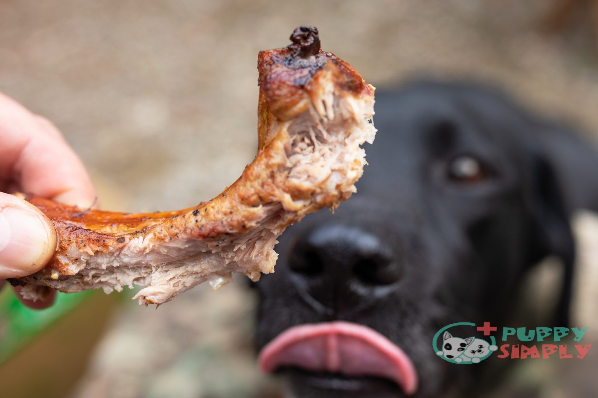 Can Dogs Eat Rib Bones (Beef, Pork, Etc)? The Full Guide Can Dogs Eat Rib Bones (Beef, Pork, Etc)? The Full Guide