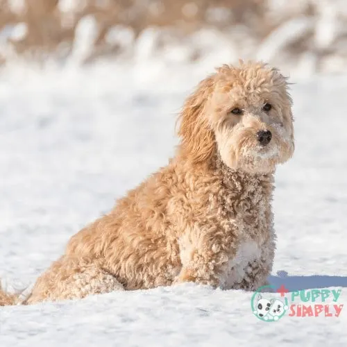 full grown mini goldendoodle