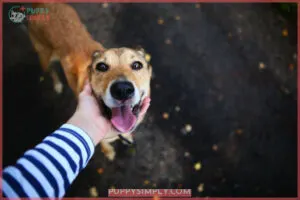 Dog Care Tips