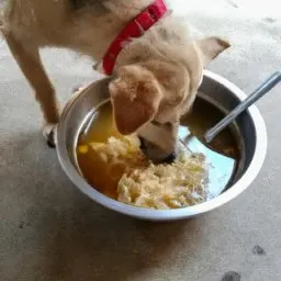 can a dog eat chicken noodle soup