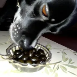 How to Feed Black Olives to Your Dog