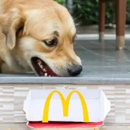 Dog-Friendly McDonald