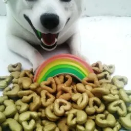 How Often Should Your Dog Have Lucky Charms?