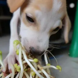 The Benefits of Bean Sprouts for Dogs