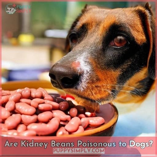 Are Kidney Beans Poisonous to Dogs?