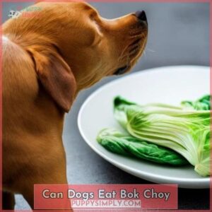 can dogs eat bok choy