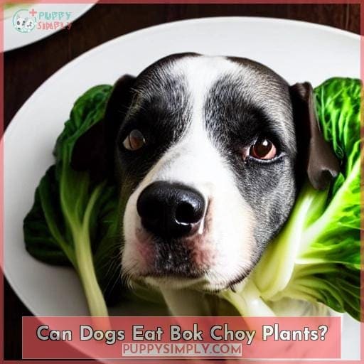 Can Dogs Eat Bok Choy Plants?