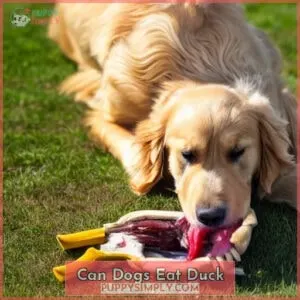 can dogs eat duck