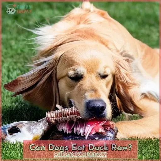 Can Dogs Eat Duck Raw?