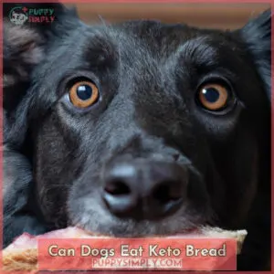 can dogs eat keto bread