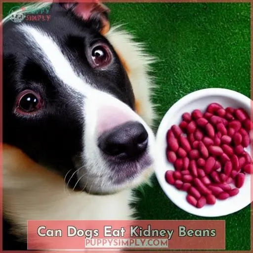 can dogs eat kidney beans