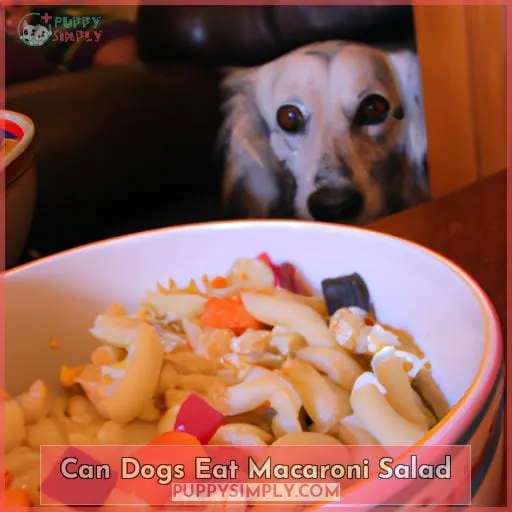 can dogs eat macaroni salad