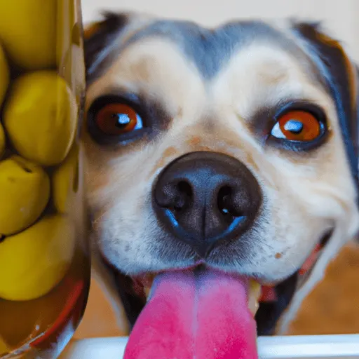 can dogs eat olives in brine