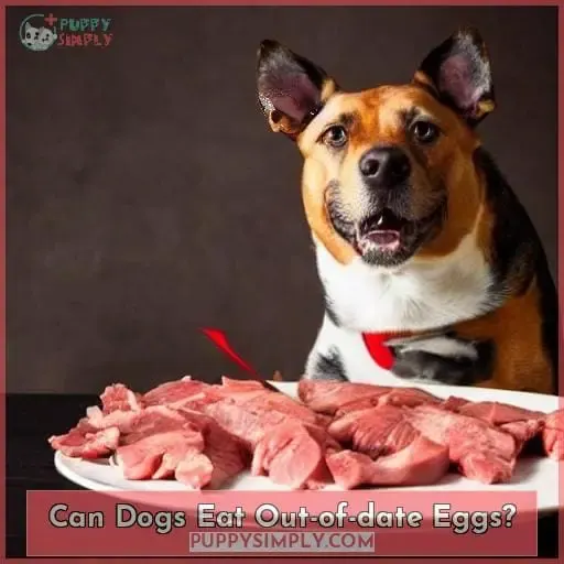 Can Dogs Eat Out-of-date Eggs?