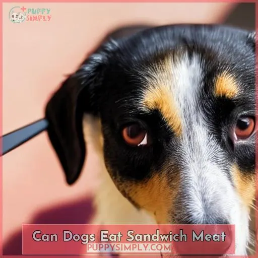 can dogs eat sandwich meat