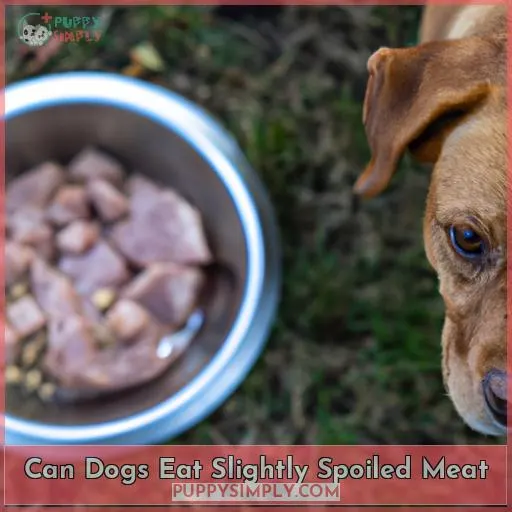 Can Dogs Eat Slightly Spoiled Meat?