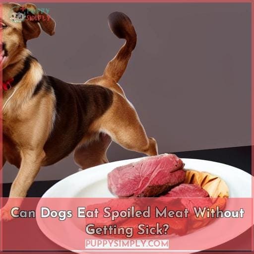 Can Dogs Eat Spoiled Meat Without Getting Sick?
