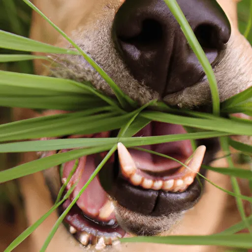 First Aid for Grass Seed Infections in Dogs