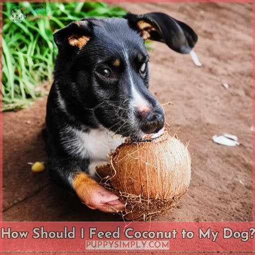 How Should I Feed Coconut to My Dog?