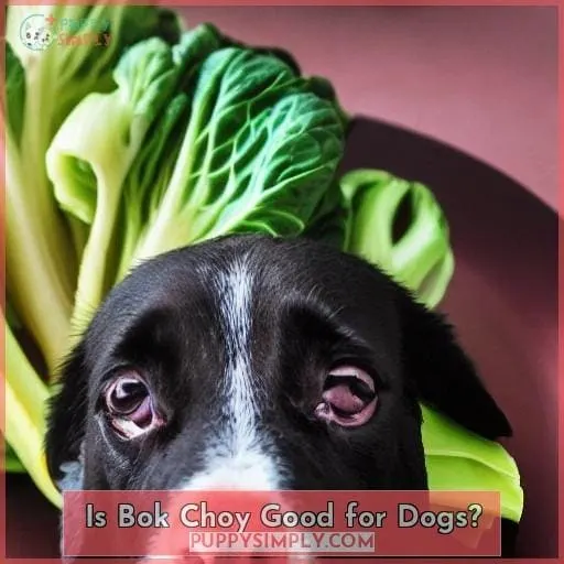 Is Bok Choy Good for Dogs?