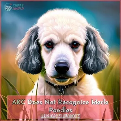 AKC Does Not Recognize Merle Poodles